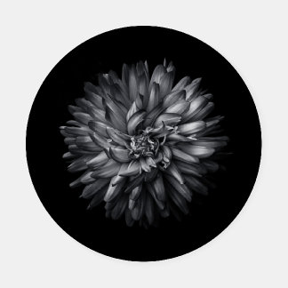 Backyard Flowers In Black And White 20 Coaster Set
