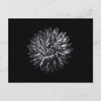 Backyard Flowers In Black And White 20 Invitation Postcard
