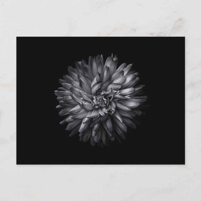Backyard Flowers In Black And White 20 Invitation Postcard (Front)