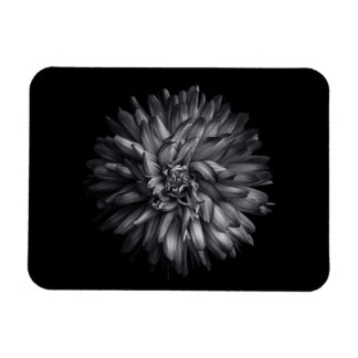 Backyard Flowers In Black And White 20 Magnet