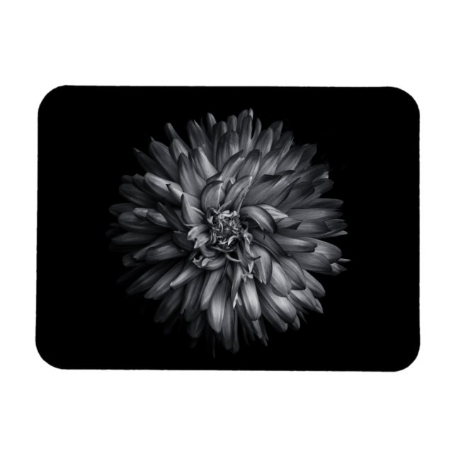 Backyard Flowers In Black And White 20 Magnet (Horizontal)