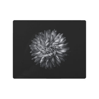 Backyard Flowers In Black And White 20 Metal Print