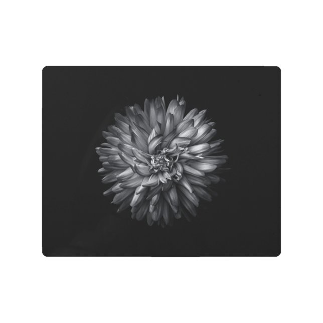 Backyard Flowers In Black And White 20 Metal Print (Front)