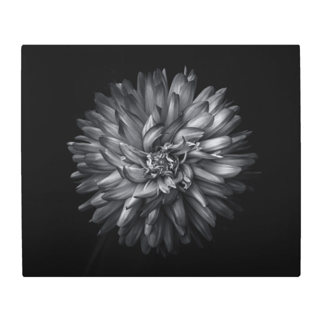 Backyard Flowers In Black And White 20 Metal Print (Front)