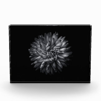 Backyard Flowers In Black And White 20 Photo Block