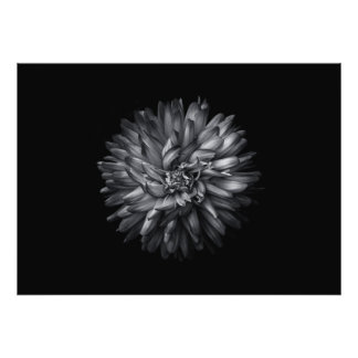 Backyard Flowers In Black And White 20 Photo Print