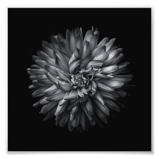 Backyard Flowers In Black And White 20 Photo Print (Front)