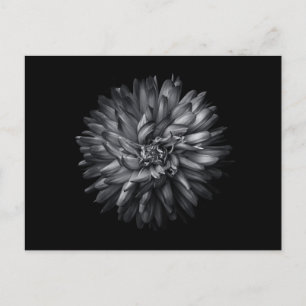 Backyard Flowers In Black And White 20 Postcard