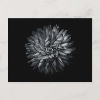 Backyard Flowers In Black And White 20 Postcard