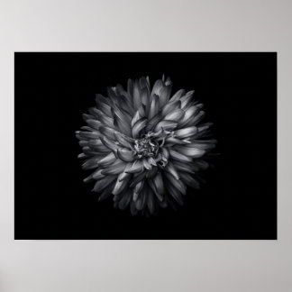 Backyard Flowers In Black And White 20 Poster