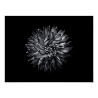 Backyard Flowers In Black And White 20 Poster
