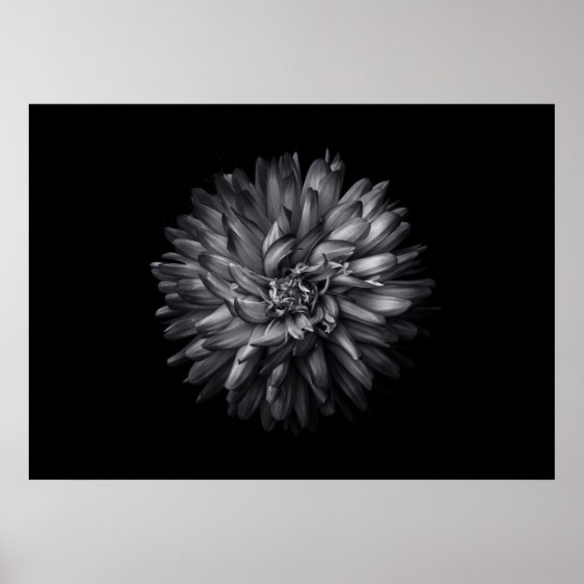 Backyard Flowers In Black And White 20 Poster (Front)