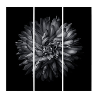 Backyard Flowers In Black And White 20 Triptych