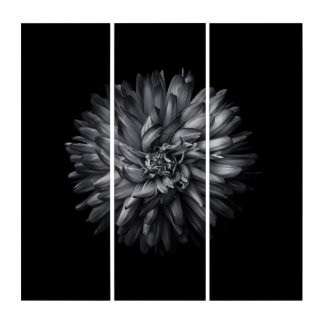 Backyard Flowers In Black And White 20 Triptych