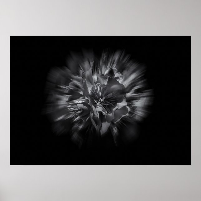 Backyard Flowers In Black And White 25 Flow Poster (Front)