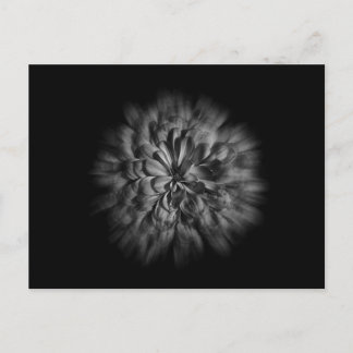 Backyard Flowers In Black And White 48 Flow Postcard