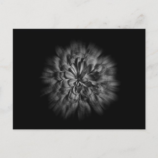 Backyard Flowers In Black And White 48 Flow Postcard (Front)