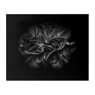 Backyard Flowers In Black And White 67 Acrylic Print