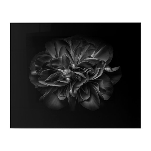 Backyard Flowers In Black And White 67 Acrylic Print (Front)