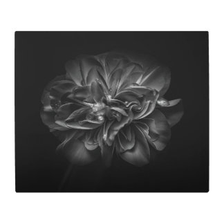Backyard Flowers In Black And White 67 Metal Print