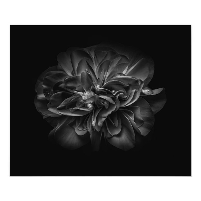 Backyard Flowers In Black And White 67 Photo Print (Front)