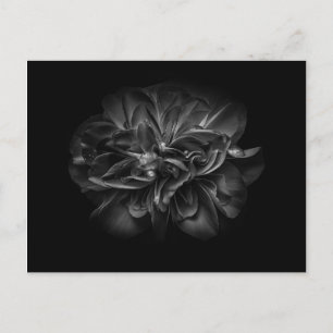 Backyard Flowers In Black And White 67 Postcard