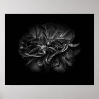 Backyard Flowers In Black And White 67 Poster