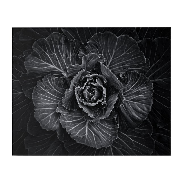 Backyard Flowers In Black And White No 108 Acrylic Print (Front)