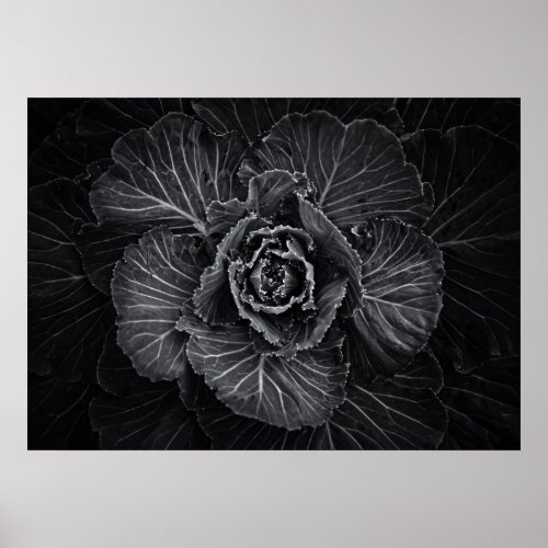 Backyard Flowers In Black And White No 108 Poster