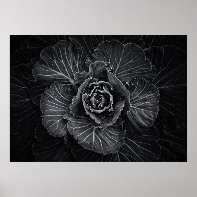 Backyard Flowers In Black And White No 108 Poster (Front)