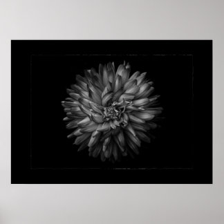 Backyard Flowers In Black And White No 20 Border Poster