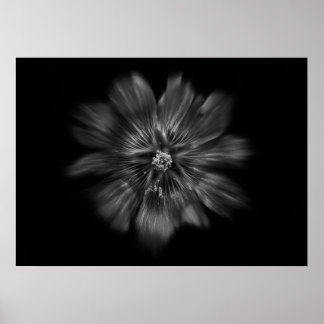 Backyard Flowers In Black And White No 22 Flow Poster