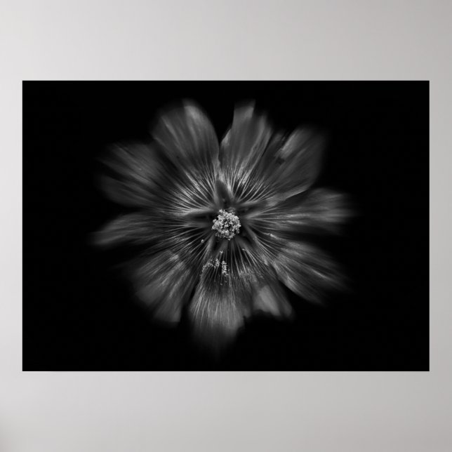 Backyard Flowers In Black And White No 22 Flow Poster (Front)