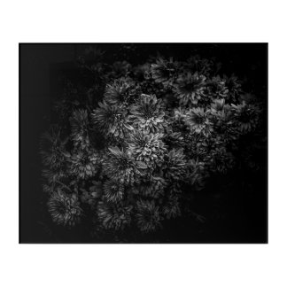 Backyard Flowers In Black And White No 29 Acrylic Print