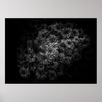 Backyard Flowers In Black And White No 29 Poster