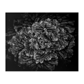 Backyard Flowers In Black And White No 42 Acrylic Print