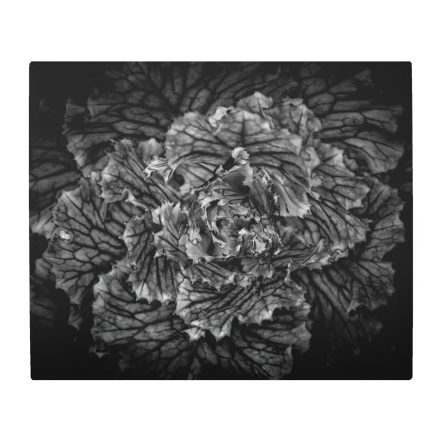 Backyard Flowers In Black And White No 42 Metal Print (Front)