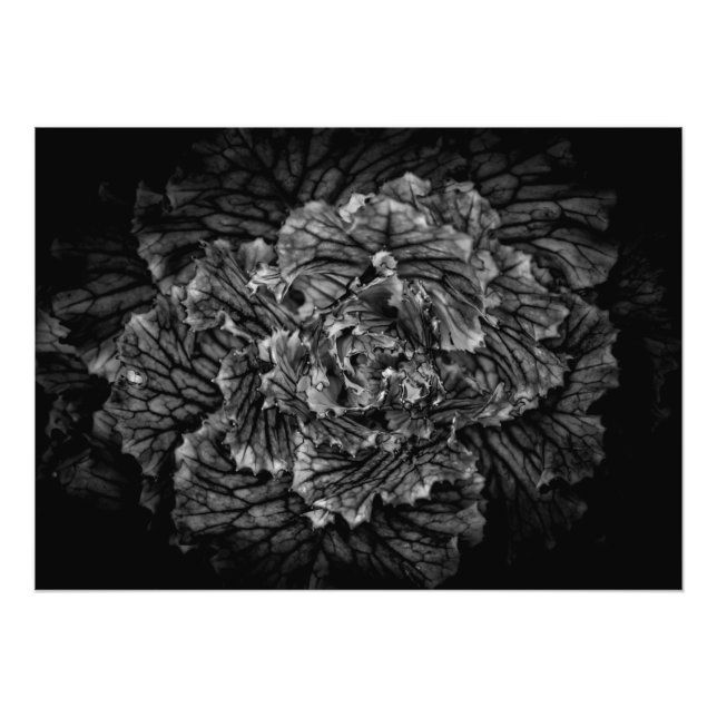 Backyard Flowers In Black And White No 42 Photo Print (Front)