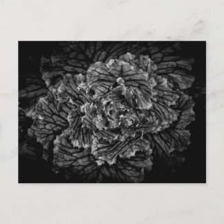 Backyard Flowers In Black And White No 42 Postcard