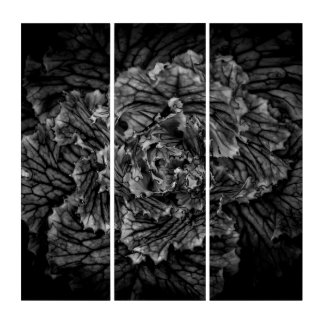Backyard Flowers In Black And White No 42 Triptych