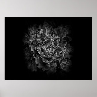 Backyard Flowers In Black And White No 43 Poster