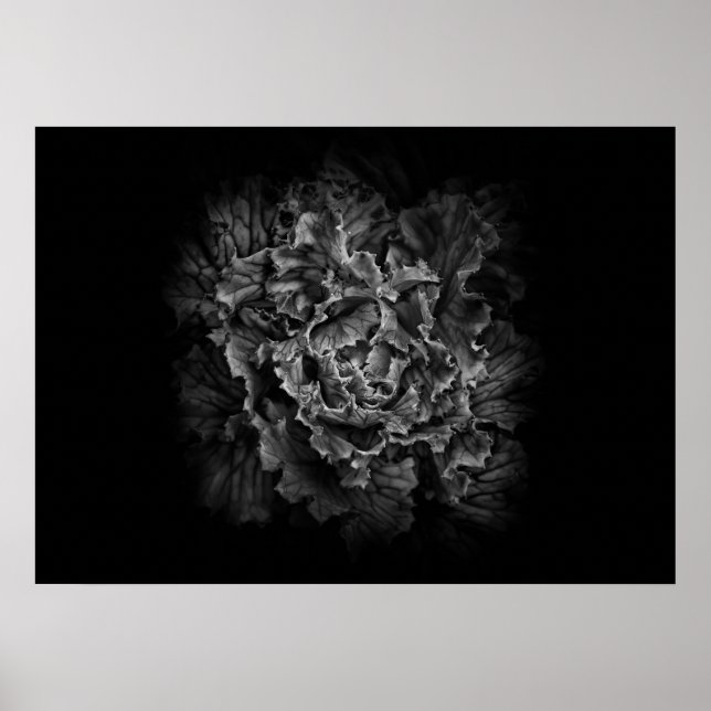 Backyard Flowers In Black And White No 43 Poster (Front)