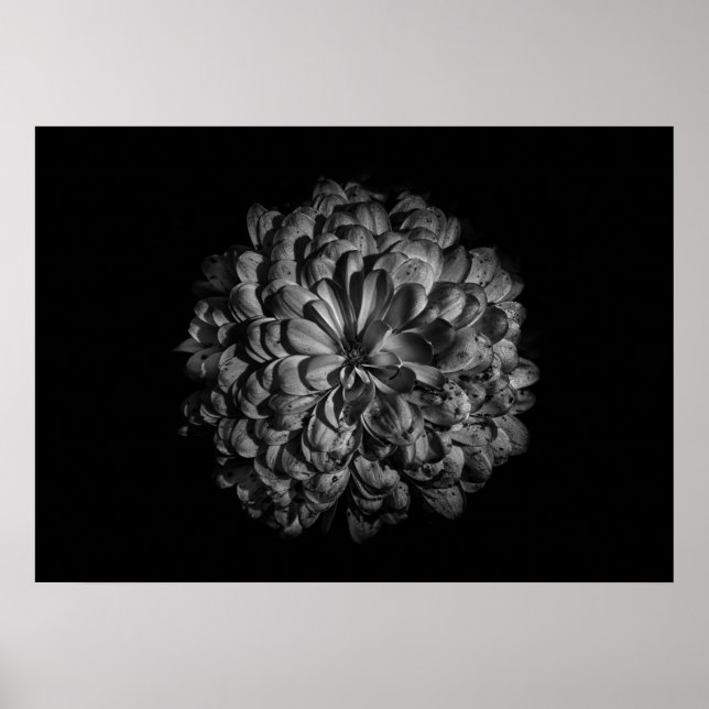 Backyard Flowers In Black And White No 48 Poster (Front)