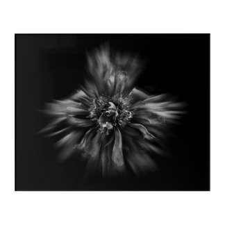 Backyard Flowers In Black And White No 49 Flow Acrylic Print