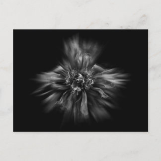 Backyard Flowers In Black And White No 49 Flow Postcard