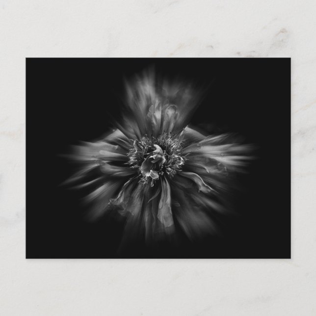 Backyard Flowers In Black And White No 49 Flow Postcard (Front)