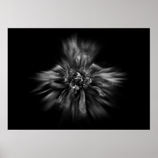 Backyard Flowers In Black And White No 49 Flow Poster