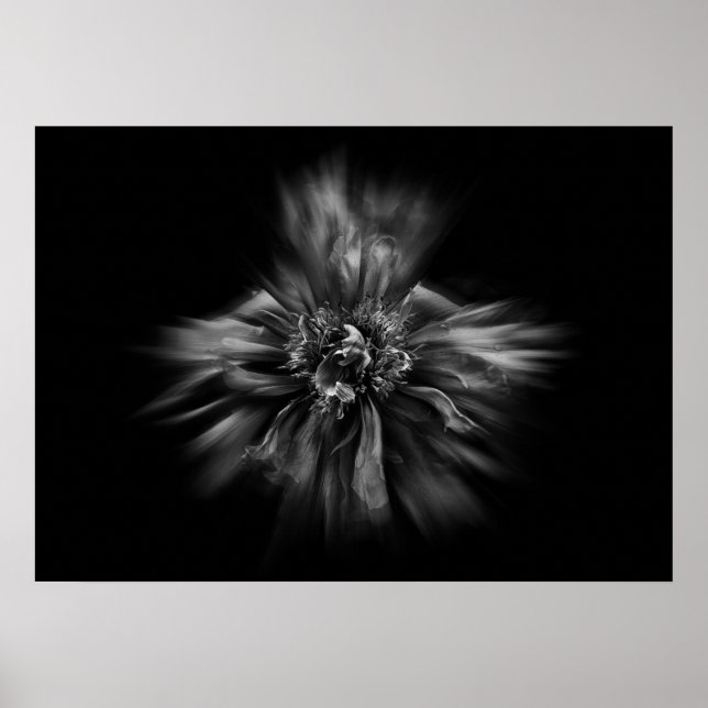 Backyard Flowers In Black And White No 49 Flow Poster (Front)