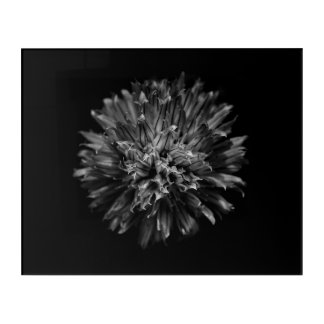 Backyard Flowers In Black And White No 53 Acrylic Print