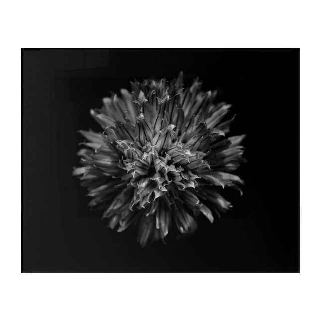 Backyard Flowers In Black And White No 53 Acrylic Print (Front)
